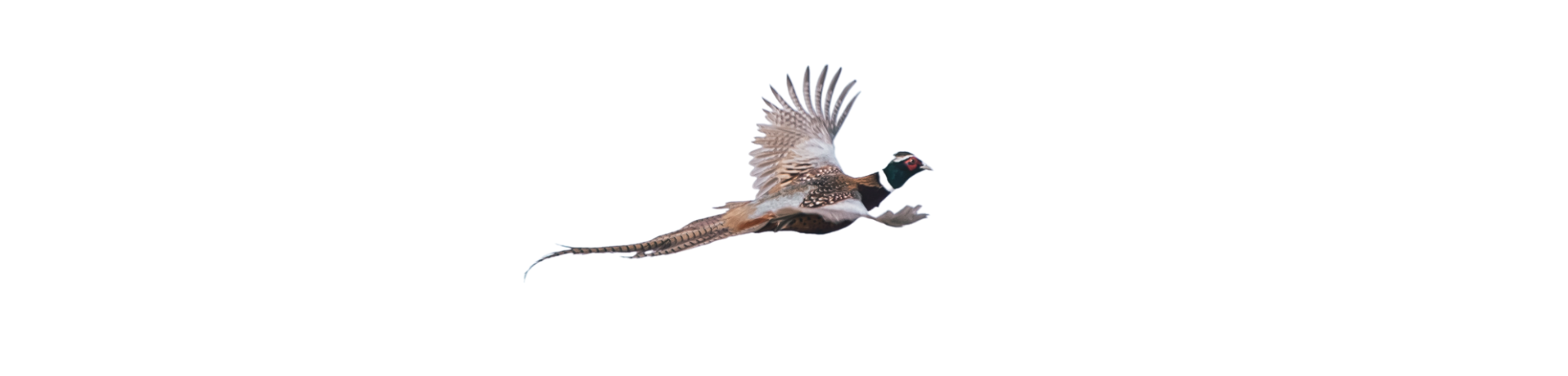 Rocketer Pheasant